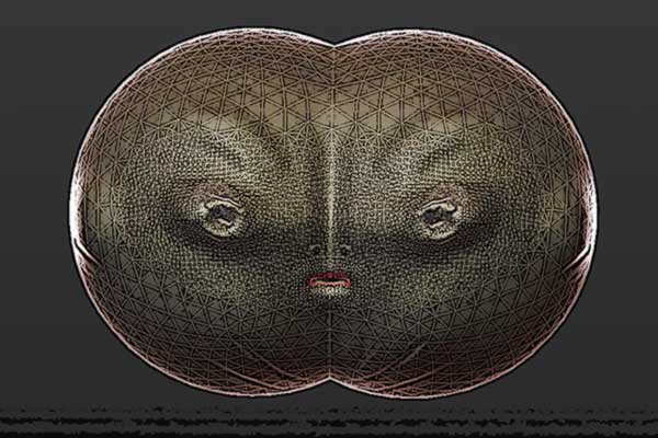Masque chélonien | Visuel © David Noir 2017