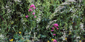 Lire la suite à propos de l’article La petite raison dans ma prairie